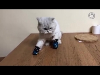 Котик боксер