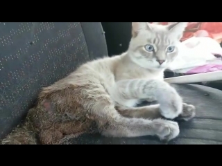 Приют Гав. Подброшенный котик.