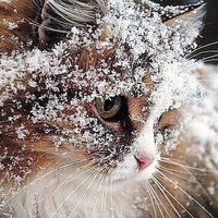 Светлана Бука