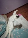 Безкота_добро