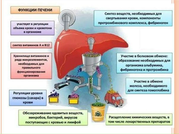 Печень — очень важный орган, к тому же в единственном числе, поэтому и заботиться о ней нужно правильно!