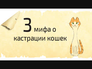 3 мифа о кастрации и стерилизации кошек