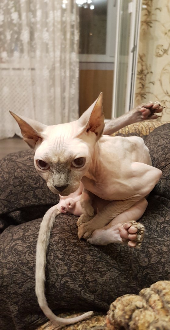 Кошки в нашей жизни. Кошки и все, что с ними связано.