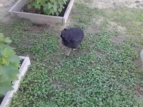 Клеверок для кур!