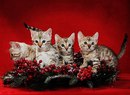 Объявление от Эльфоникс - фото №1