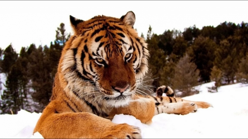 Shere.Khan - Siberian Tiger Tribute