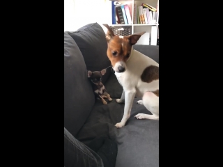 Fifi og Coco