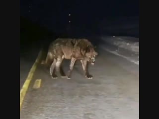 Самый страшный и большой волк в Азербайджане,о нем ходят легенды. Азербайджан Azerbaijan Azerbaycan БАКУ BAKU BAKI Карабах 2018