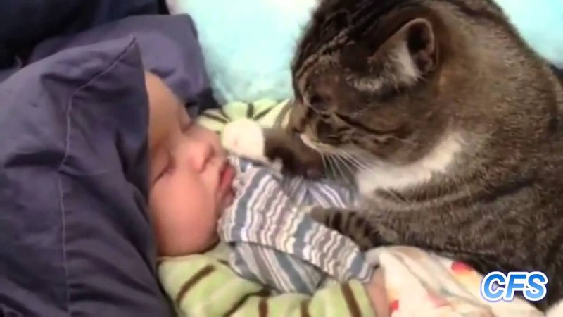 BEBEK SEVEN KEDİLER DERLEME 103