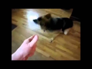 МОИ ЗАБАВНЫЕ ЖИВОТНЫЕ Смешные животные притворяются мёртвыми! Ржач!