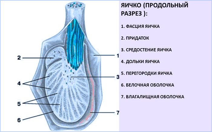 Порно яички мужчины в контакте