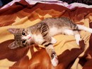 Безкота_добро