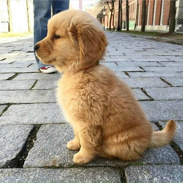 Милый &