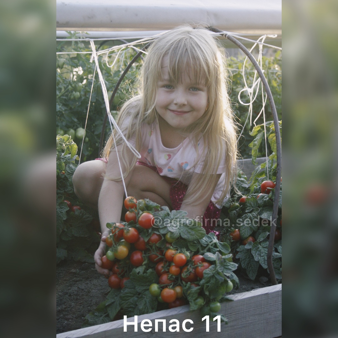 Www Seedsmail Ru Интернет Магазин Агрофирмы Седек