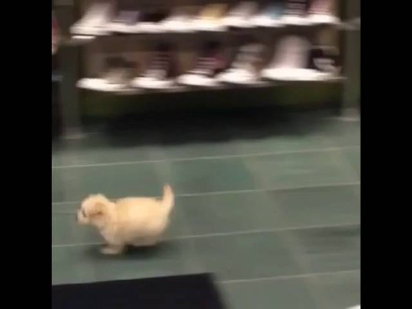 Puppy running in shoe store