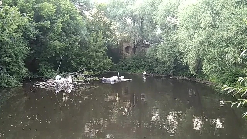 Пеликаны с бакланами