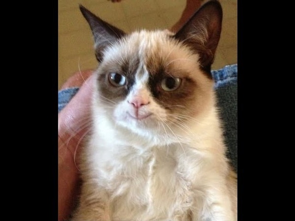 Grumpy Cat SMILE D