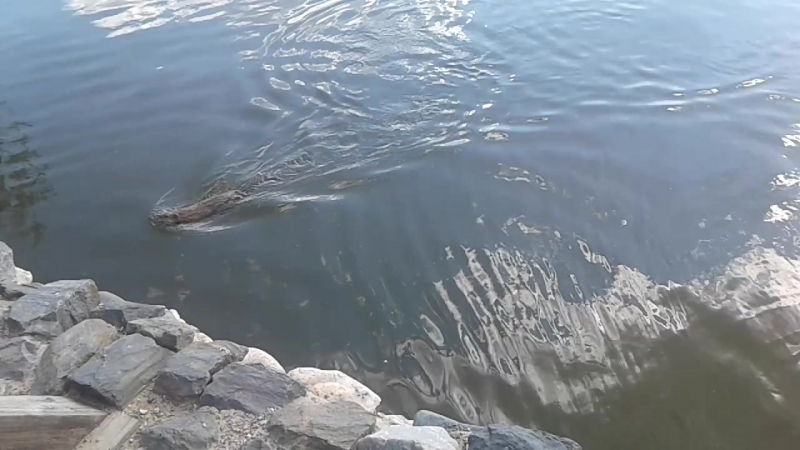 20180809_161459.mp4