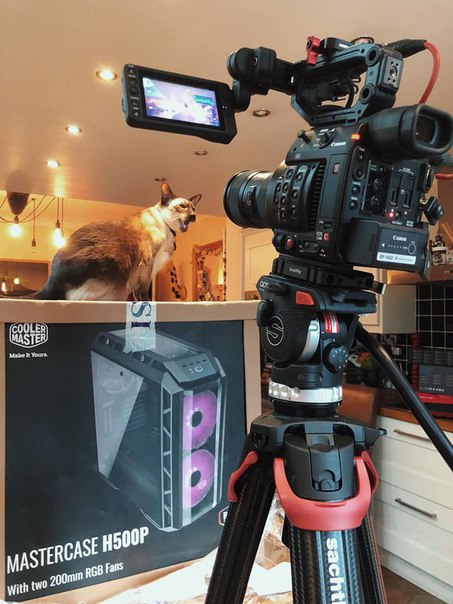 Фотосессия для кошки или для MasterCase H500P
