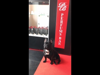 French bulldog love Perfums Bar movie-2
