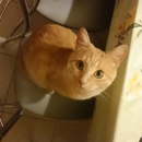 Безкота_добро