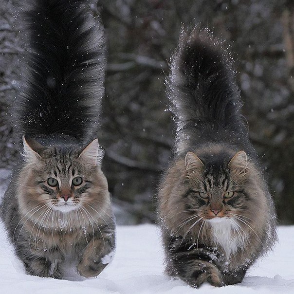 Суровые норвежские коты 