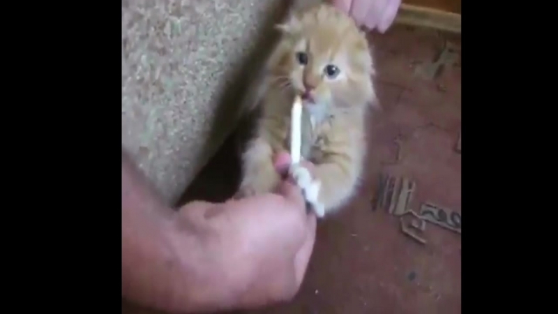 Коту помогают бросить курить
