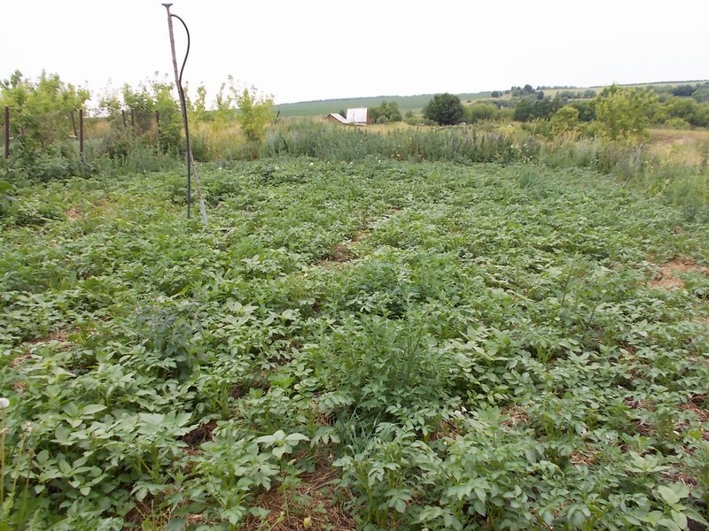 Конец июня, огород 