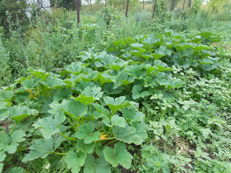 Конец июня, огород 