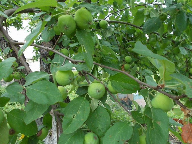 Конец июня, огород 