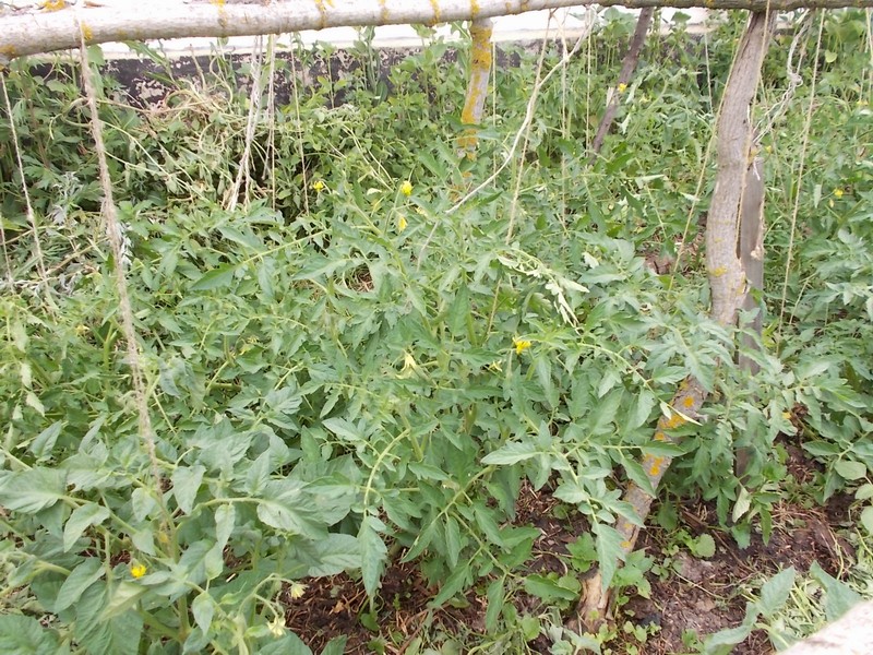 Конец июня, огород 