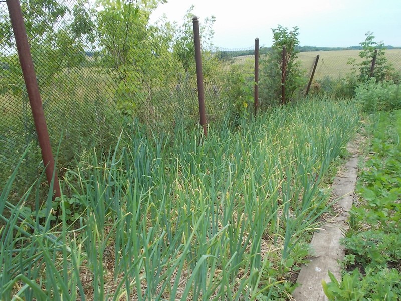 Конец июня, огород 
