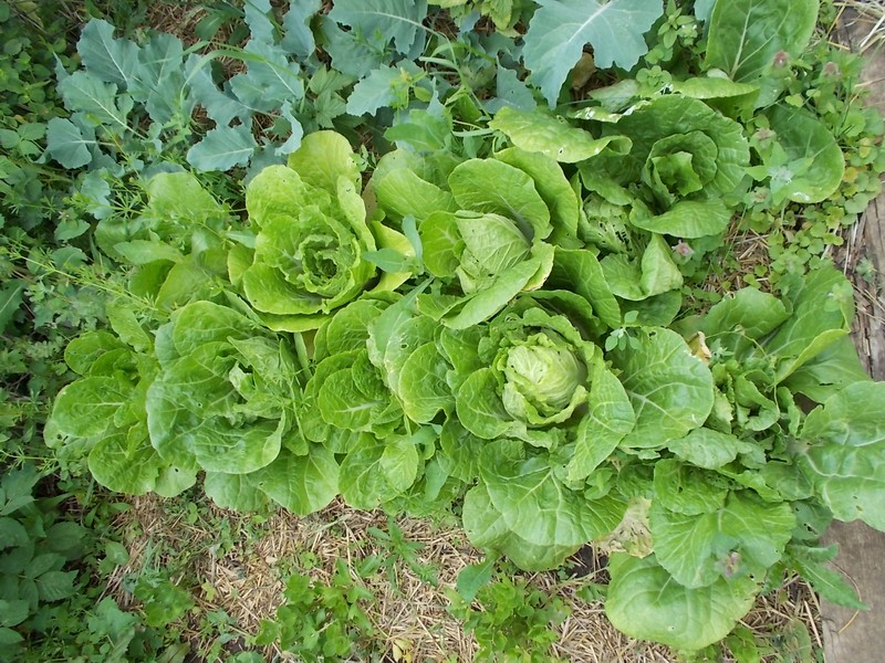 Конец июня, огород 