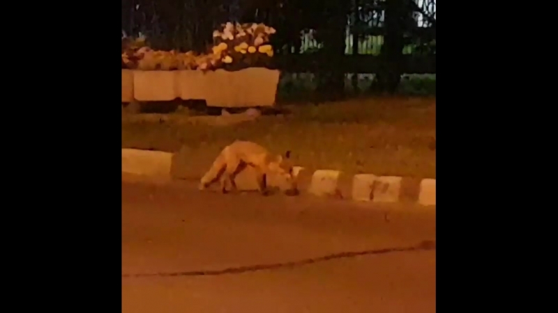 Лиса в Обнинске