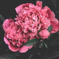 Надежда Манохина