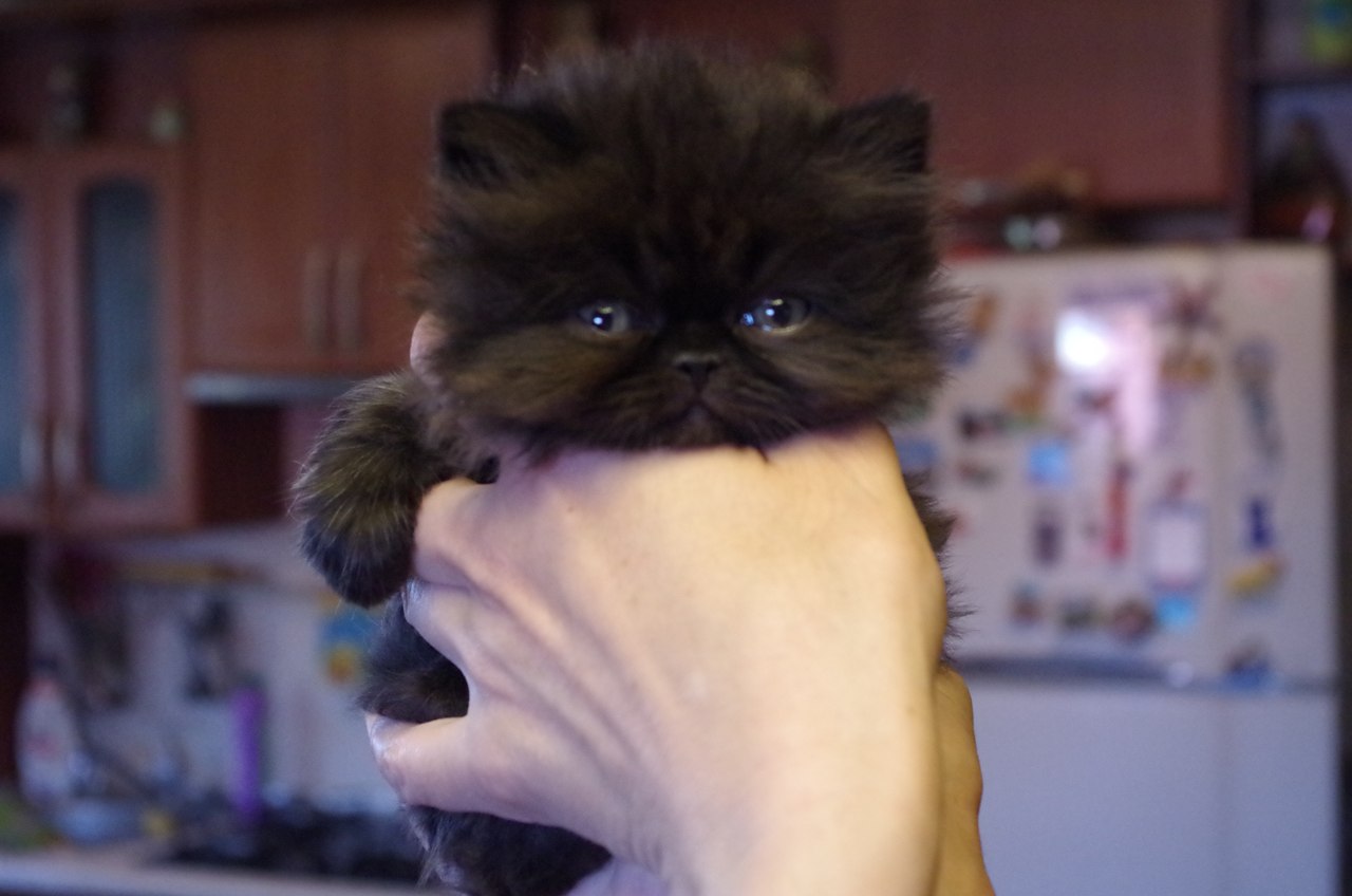 Кошки в нашей жизни. Кошки и все, что с ними связано.