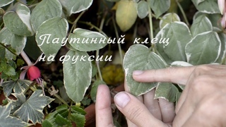 Паутинный клещ на фуксии