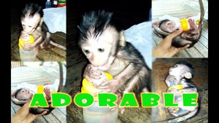 THE CUTEST MONKEY YOU HAVE EVER SEEN - Cute Baby Monkey Video