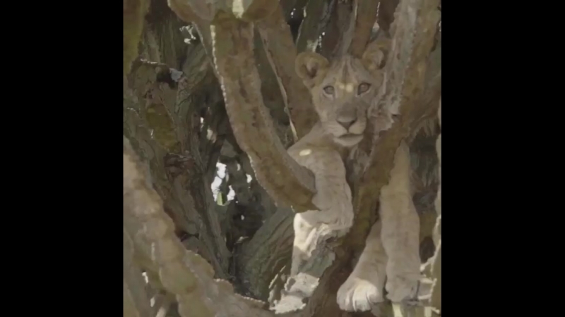 Natgeowild_video_1524340989752.mp4