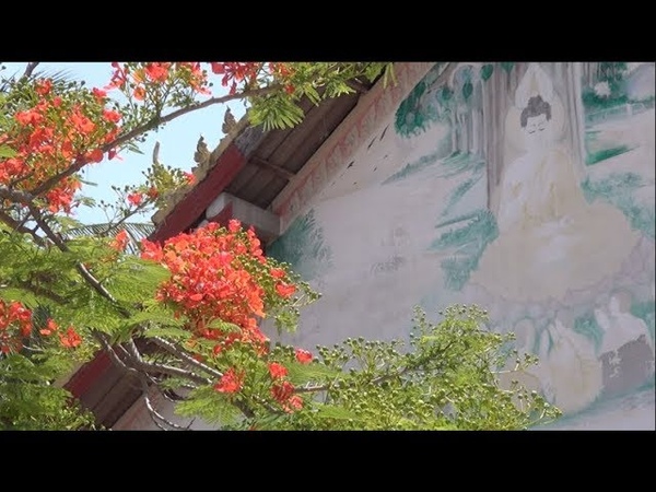 Lao Flame Tree - Delonix Regia