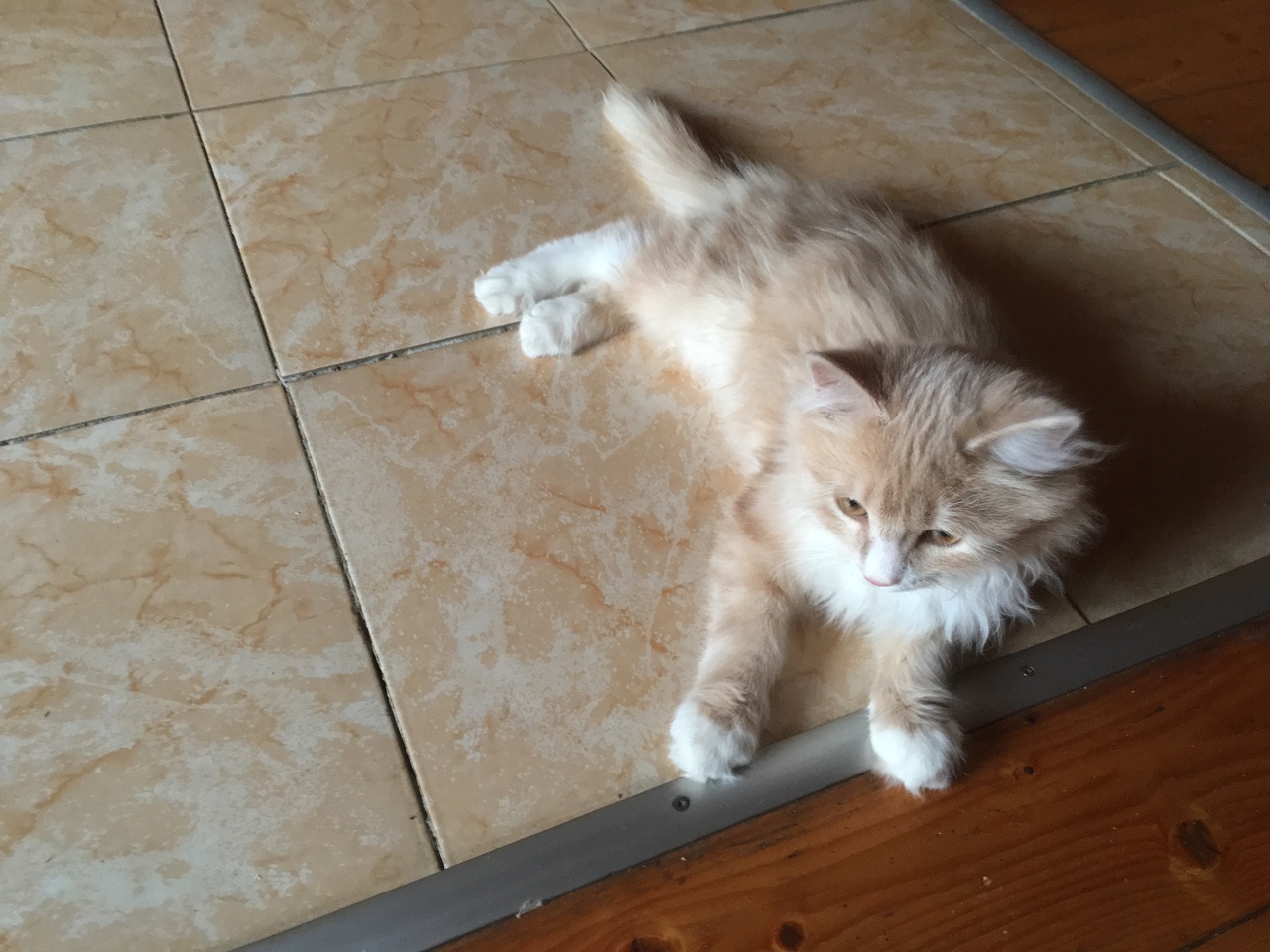 Кошки в нашей жизни. Кошки и все, что с ними связано.