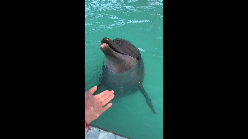 Дэва 🐬