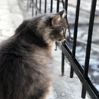 Аватар