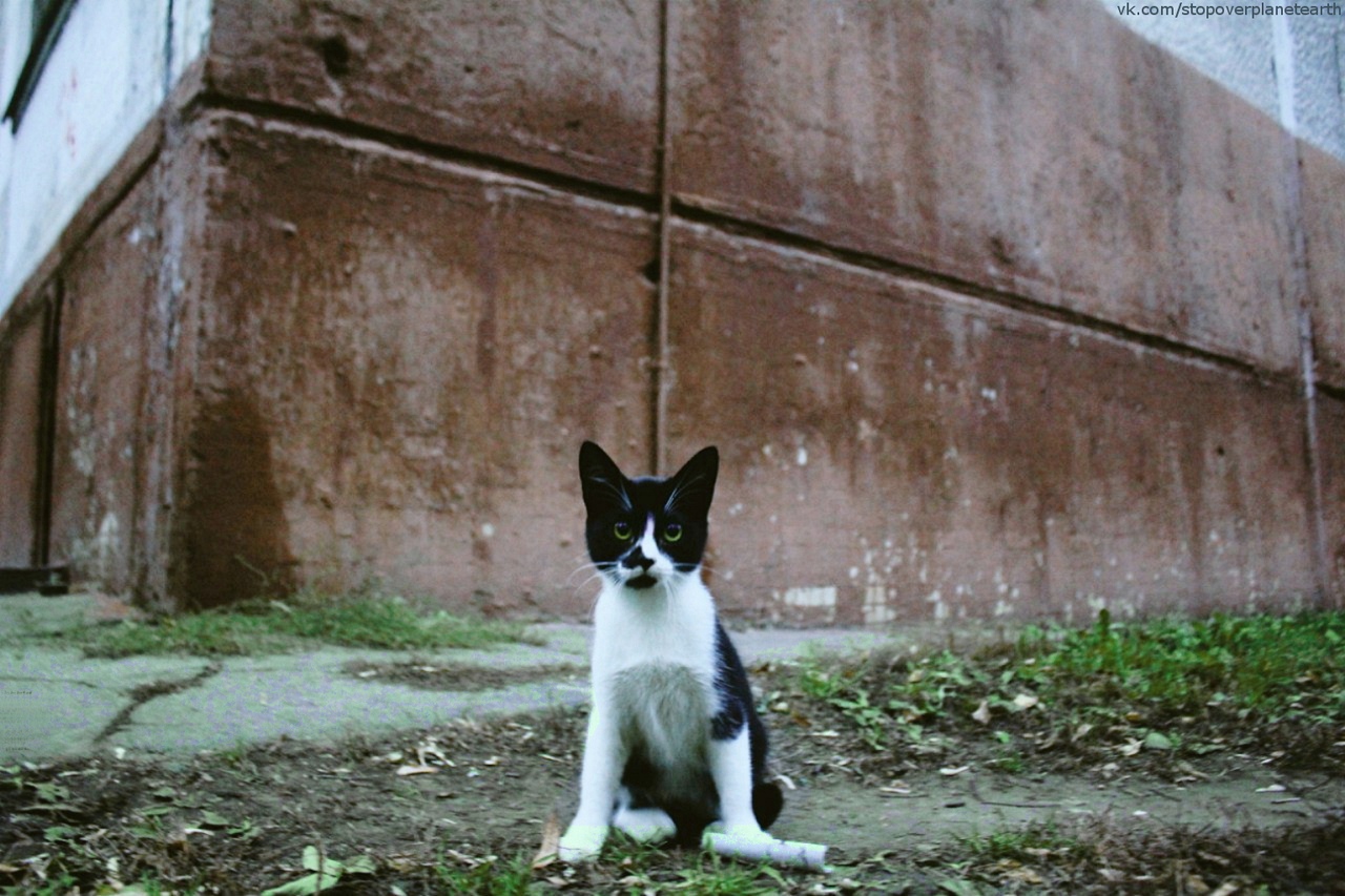 https://pp.userapi.com/c830709/v830709256/11586a/KIS-OdvURxo.jpg