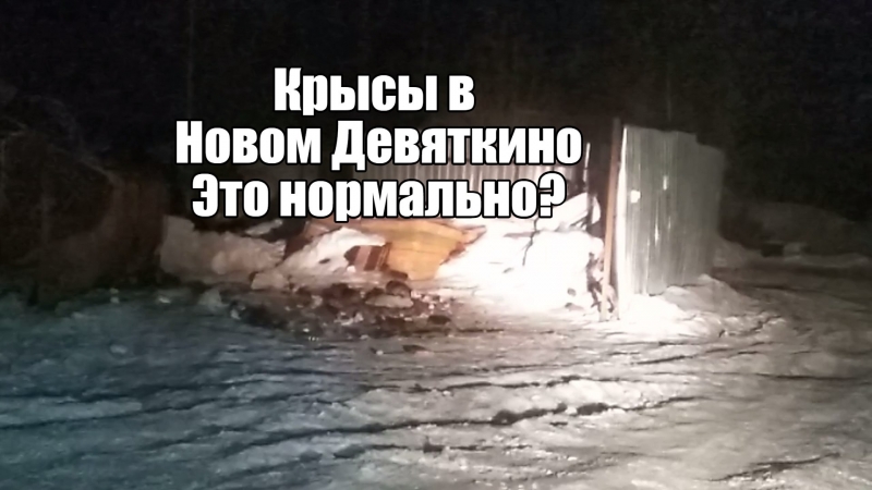 Крысы в Новом Девяткино это норма