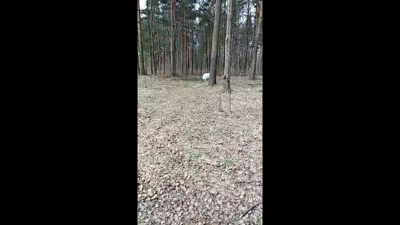 самоед Мисти