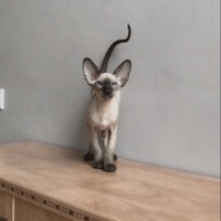 Елена Кирсанова