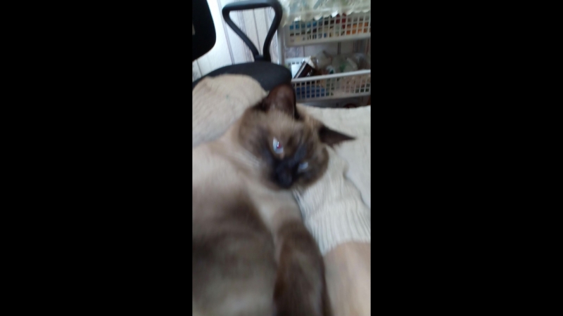 VID_20180812_091424.mp4