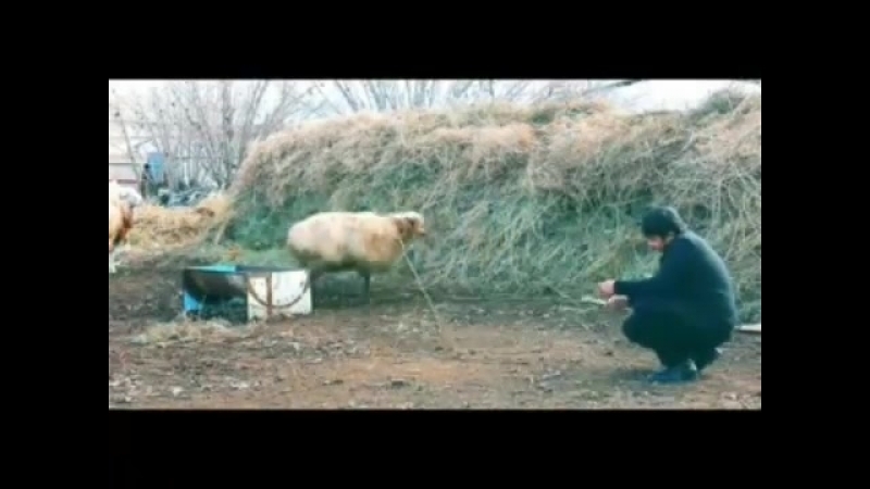 VID-20170901-WA0002.mp4