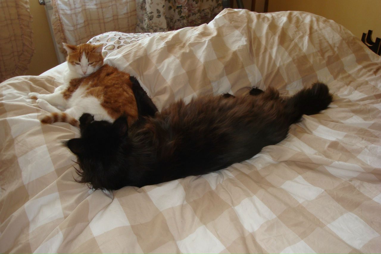 Кошки в нашей жизни. Кошки и все, что с ними связано.